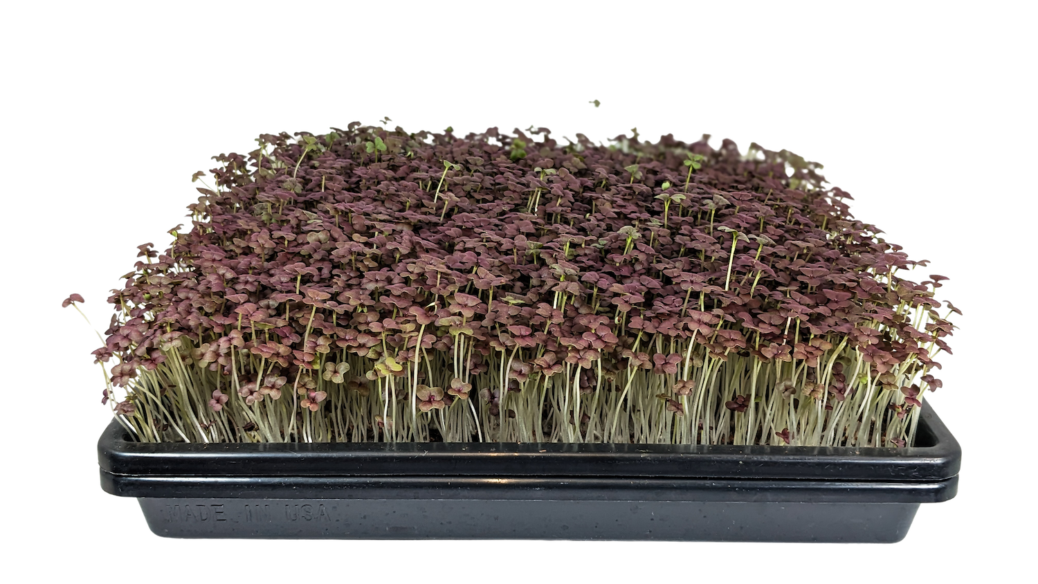 Micro Red Mustard Frilled